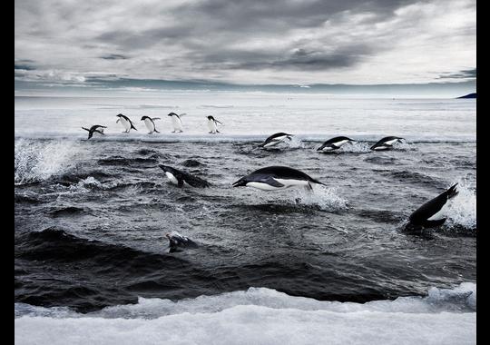 Adelie penguins explode from the water