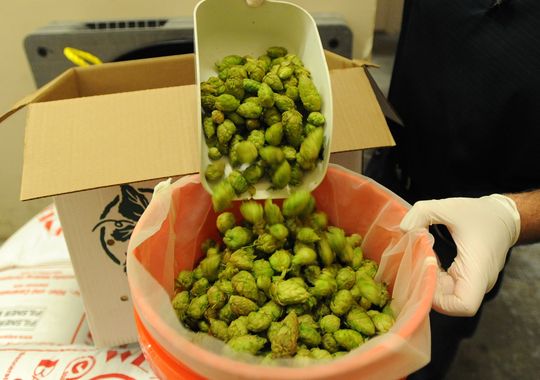 Hops for beer